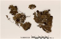 藏品(圓盤衣屬)的圖片